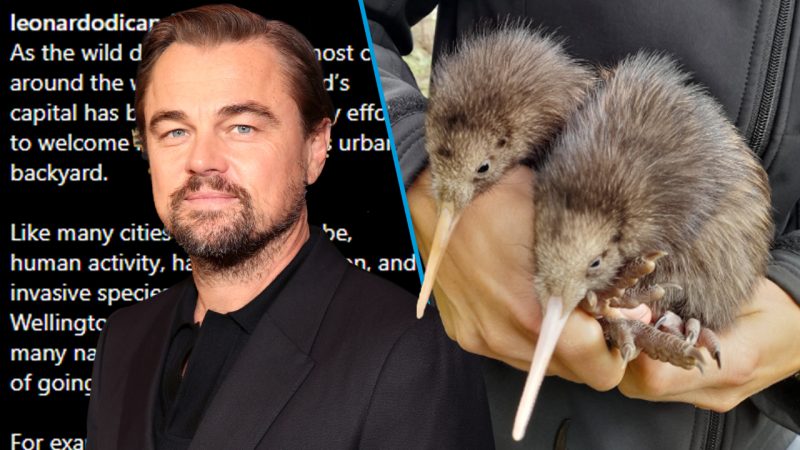 Leonardo DiCaprio just gave a major shout out to NZ for one of our kiwi conservation projects