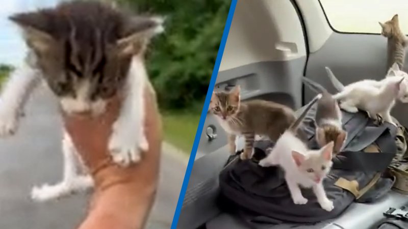 Adorable Moment Man Thinks He S Rescuing One Kitten Gets Ambushed By A Dozen More