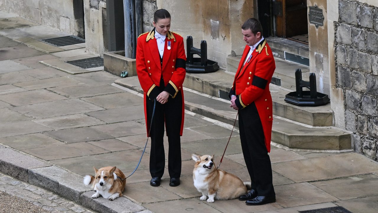 Corgi owners share how their pups are behaving 'differently' as they mourn Queen Elizabeth II