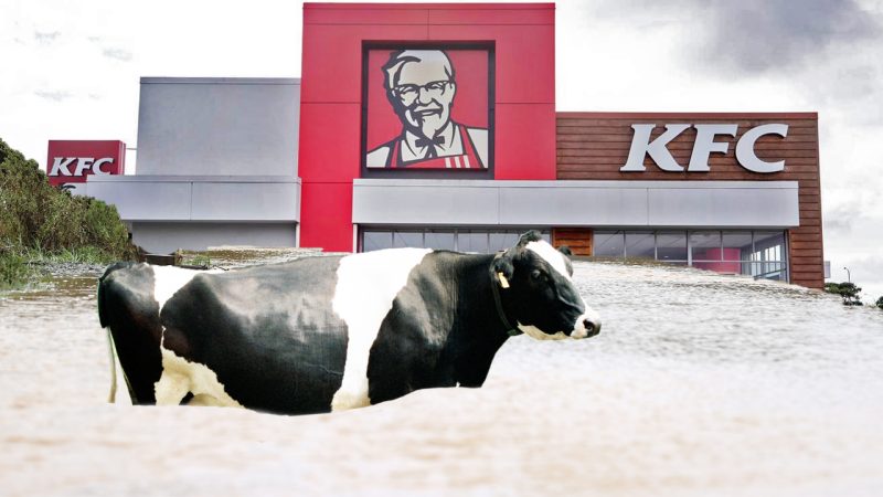 Cow in Te Puke washed away in flood waters, runs around town for an hour before stopping at KFC
