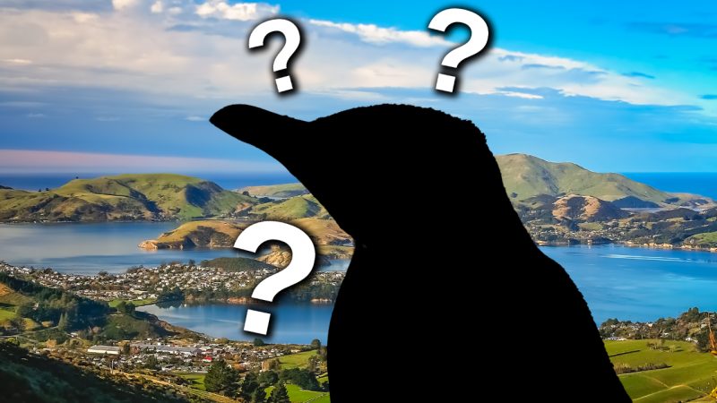 The NZ Bird of the Year 2024 has been decided thanks to a bunch of passionate Dunedin locals